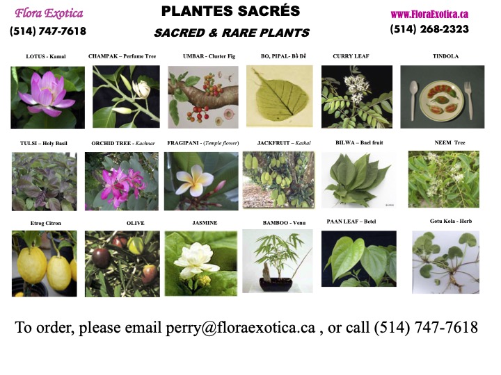 FullPage-Horinzontal-Sacred-Plants-Perry-Nguyen.jpg
