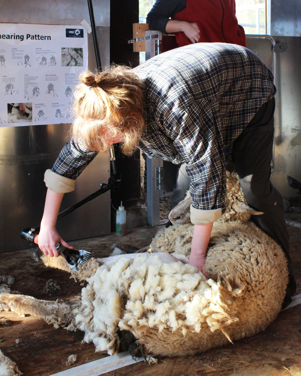 LANOLIE_Tonte de mouton_UCCE Sheep Shearing School - Véronique Dubé